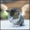 kittylusi